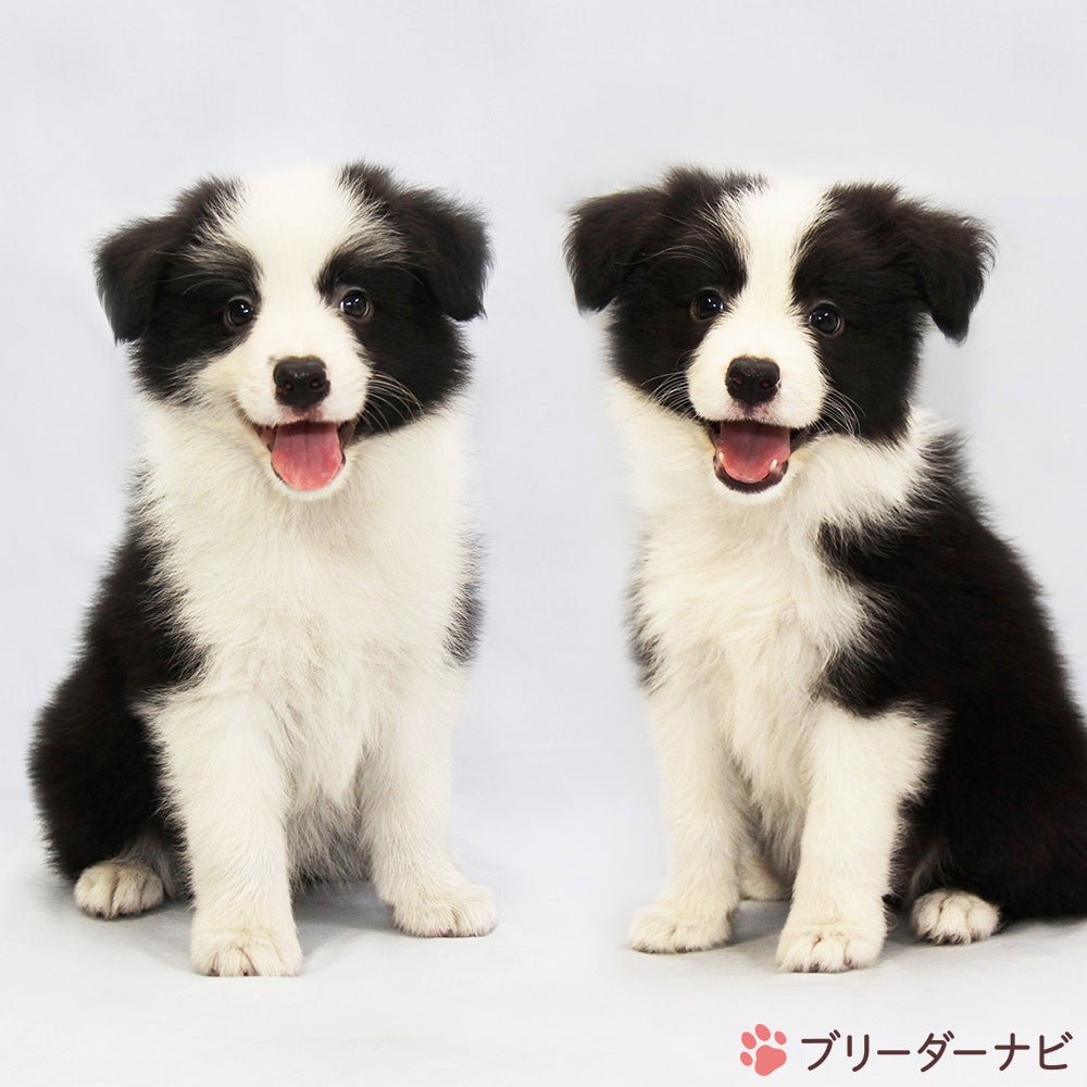 関野 義敏 ブリーダー