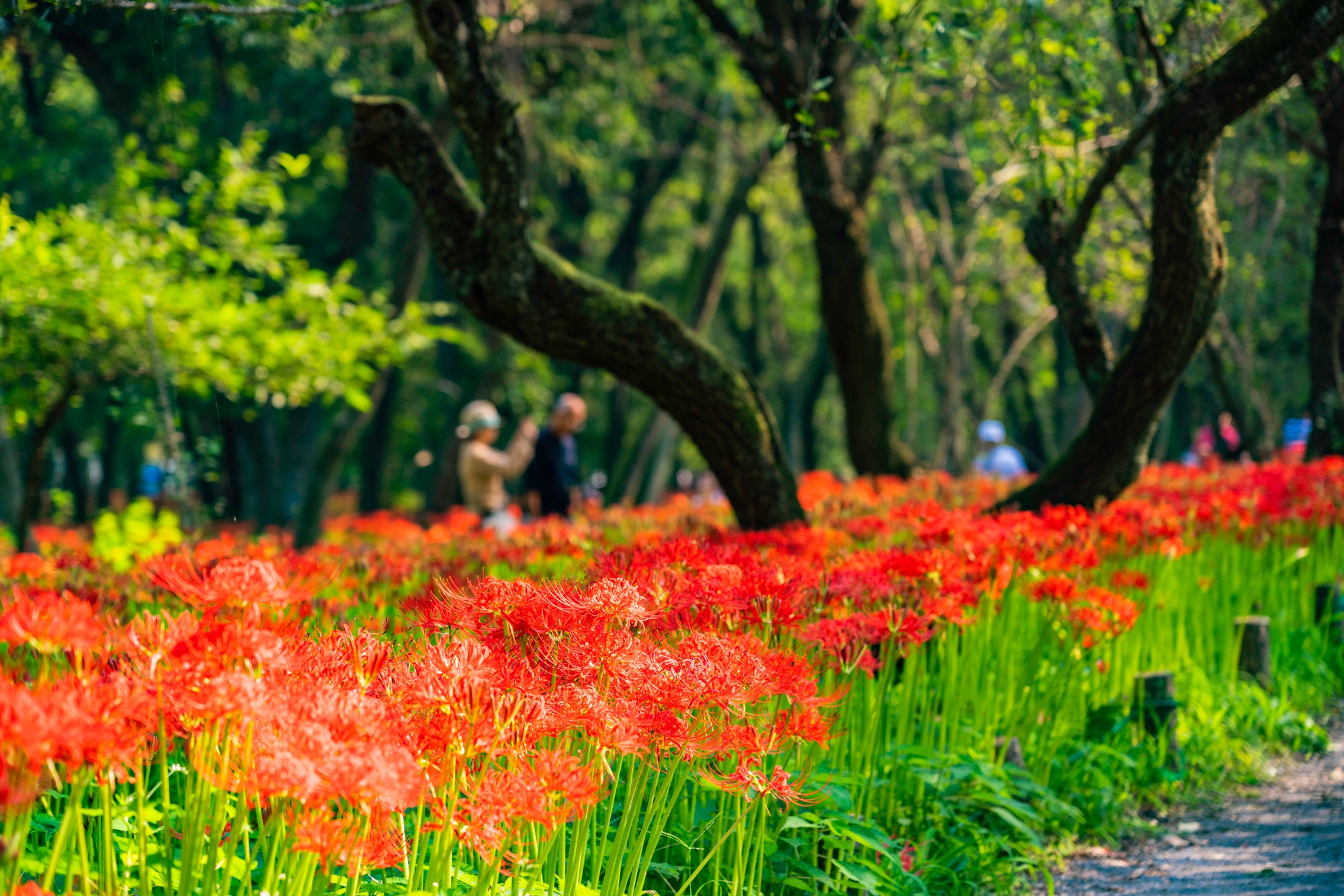 曼珠沙華で有名な巾着田はCAWAZから徒歩5分