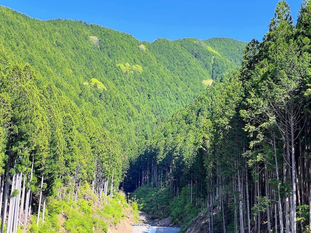 プロジェクトが実施される天川村の森林。まずは村有林でプロジェクトをスタート。約37haで実施される。