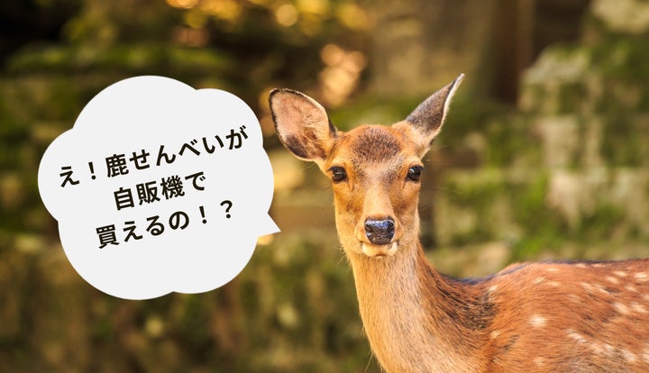 【鹿せんべい様用】定価32,000円HIGH STREET Mサイズ 自販機で伝統ある「鹿せんべい」を発売!パッケージにはお米を