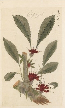 ▲ジャワ植物図譜 宇田川榕菴写