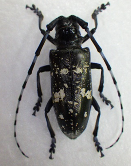 ツヤハダゴマダラカミキリ