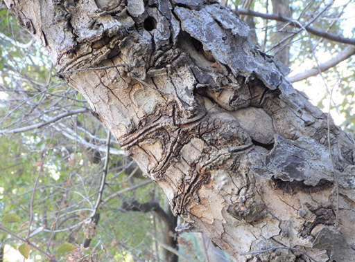 ツヤハダゴマダラカミキリにより 枯死した樹木