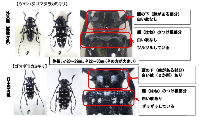 スマホでできる生物調査をしてみませんか アプリを使って外来カミキリを捜索せよ 神戸市のプレスリリース スマホでできる生物調査をしてみませんか アプリを使って外来カミキリを捜索せよ 神戸市のプレスリリース