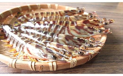 鹿児島県喜界町で人気の返礼品