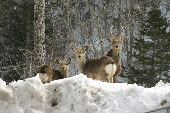 体が大きい「えぞ鹿」