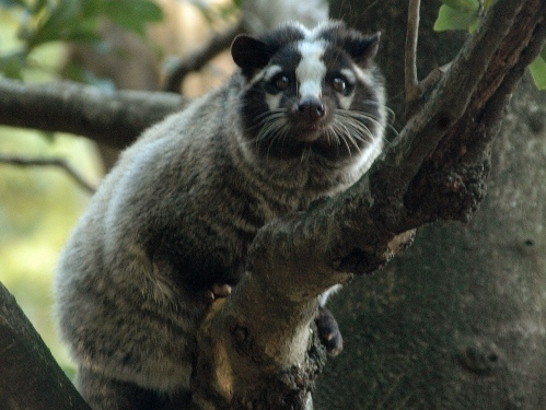 岐阜県七宗町で発見される動物たち
