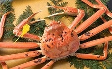 福井県若狭町で人気の返礼品