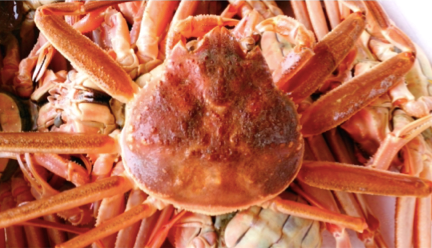 舞鶴で水揚げされた「舞鶴かに」