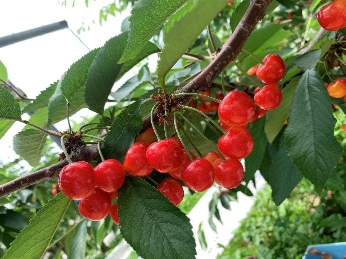 北海道仁木町で人気の返礼品