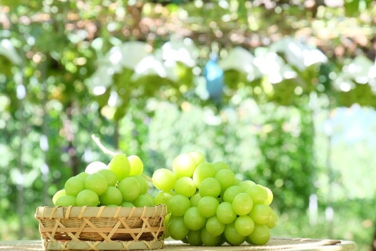 上品な甘さが特徴のシャインマスカット