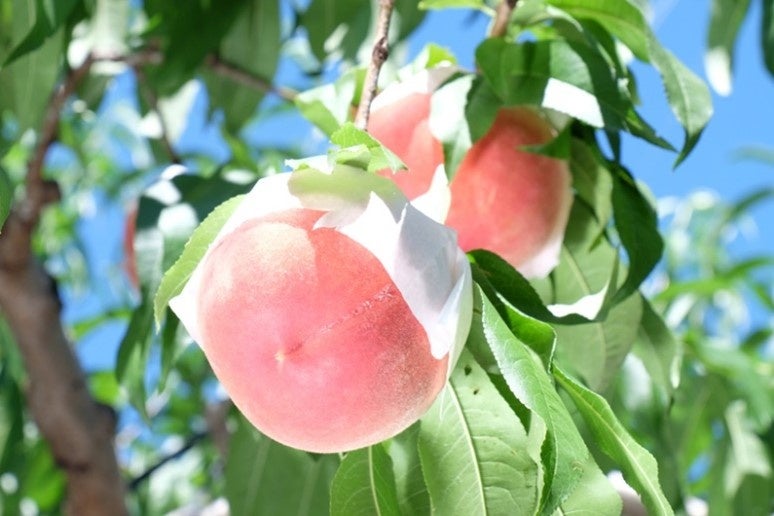風味豊かでみずみずしい桃