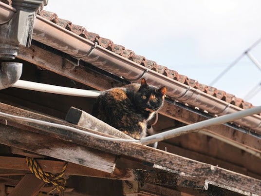 笠松競馬場付近の猫たち