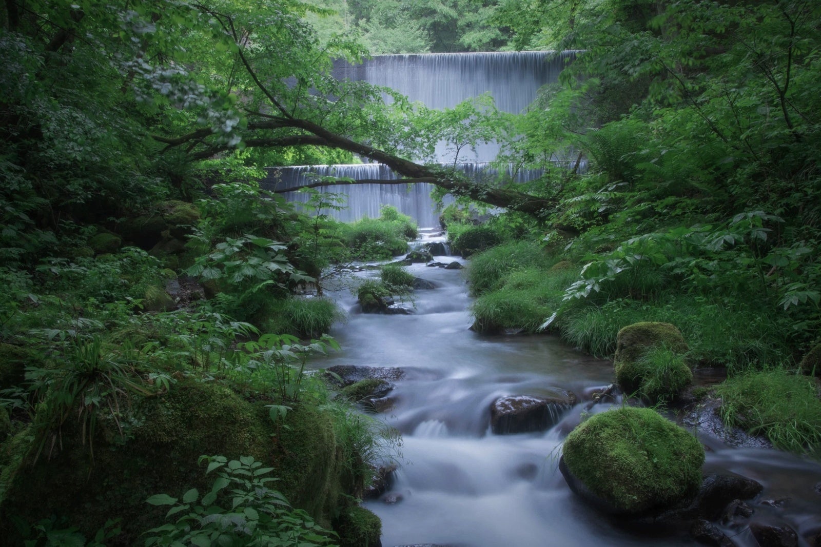 渓流の様子