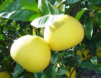 鹿児島県阿久根市で人気の返礼品