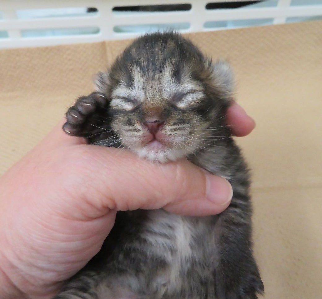 生まれたばかりで保護された子猫