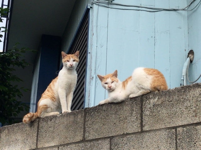 市内住宅地に住み着く猫