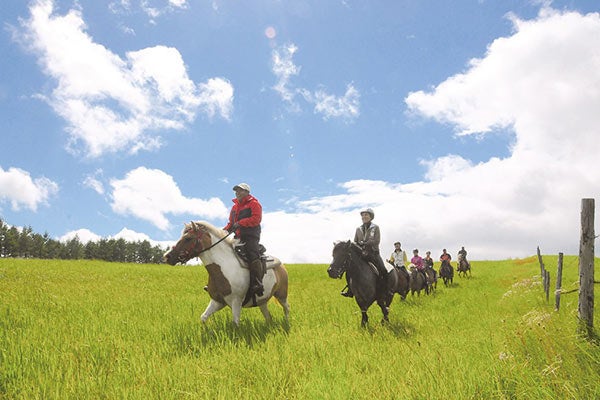 ゆっくりと過ごす馬たち