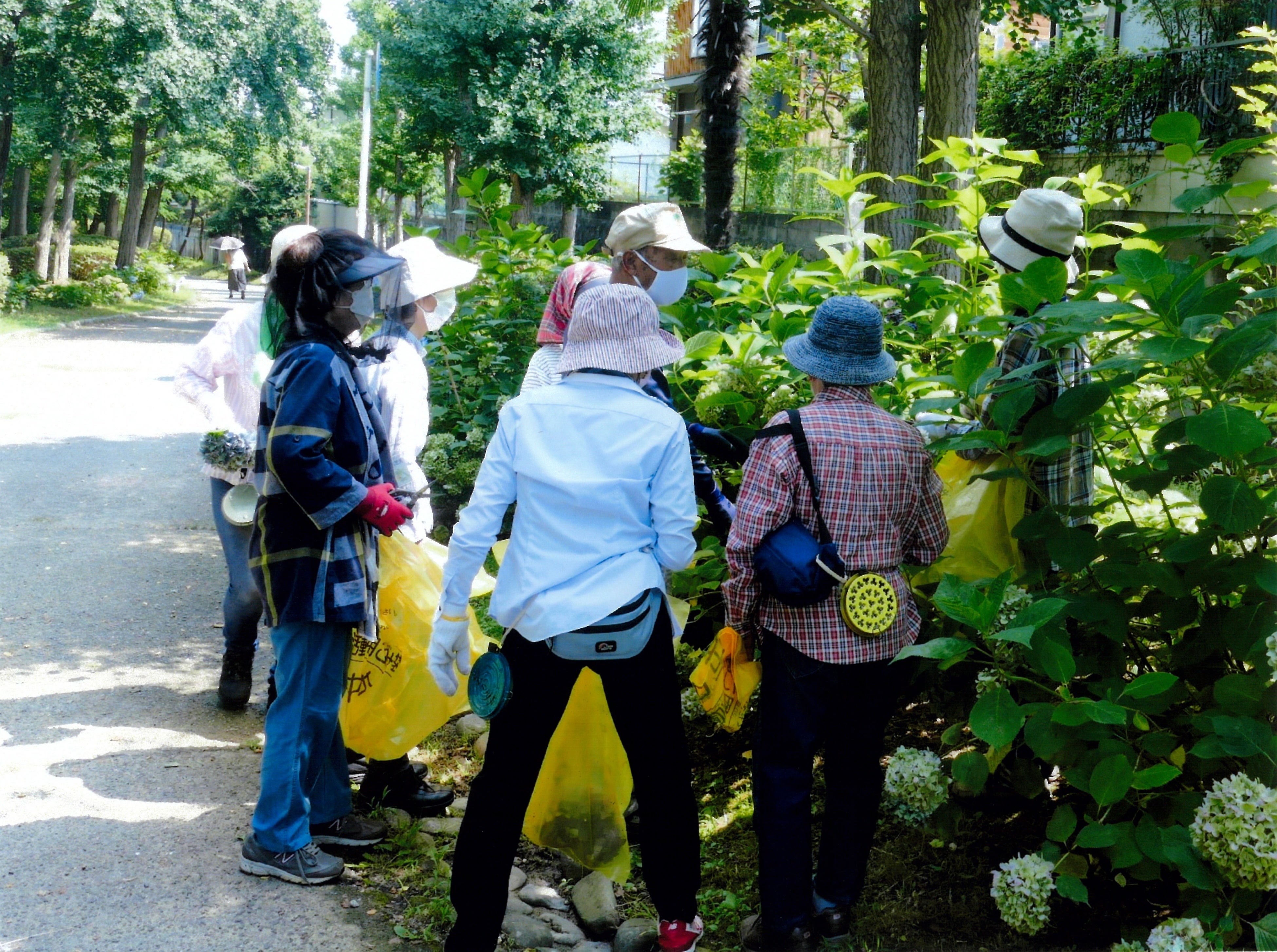 アジサイの植樹・管理および竹林の管理、散歩道の掃除など（活動／天竺川ホタルの会）