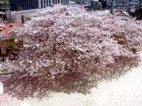 長崎市立城山小学校の嘉代子桜2