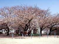 長崎市立城山小学校の嘉代子桜1