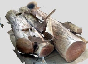 ケヤキ【本巣産】