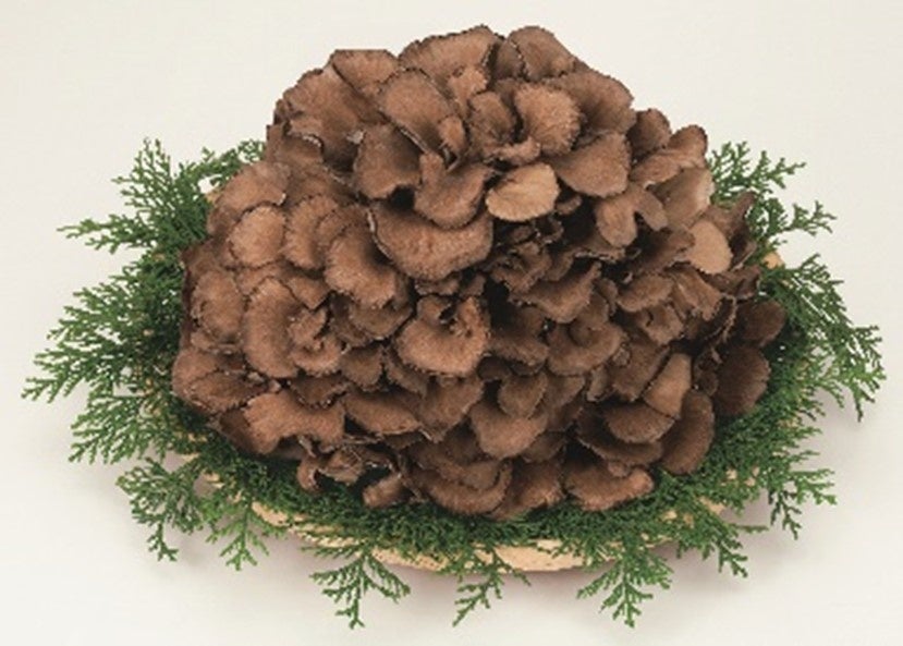 ミルクボーイ×雪国まいたけ!秘密の味を暴くコラボ企画!吉本興業公式Youtubeで公開中! ミルクボーイ×雪国まいたけ!秘密の味を暴くコラボ企画!吉本興業公式Youtubeで公開中!