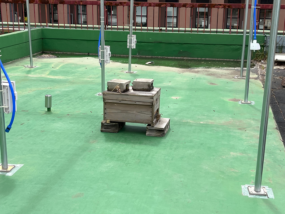 世田谷キャンパス7号館屋上の養蜂器