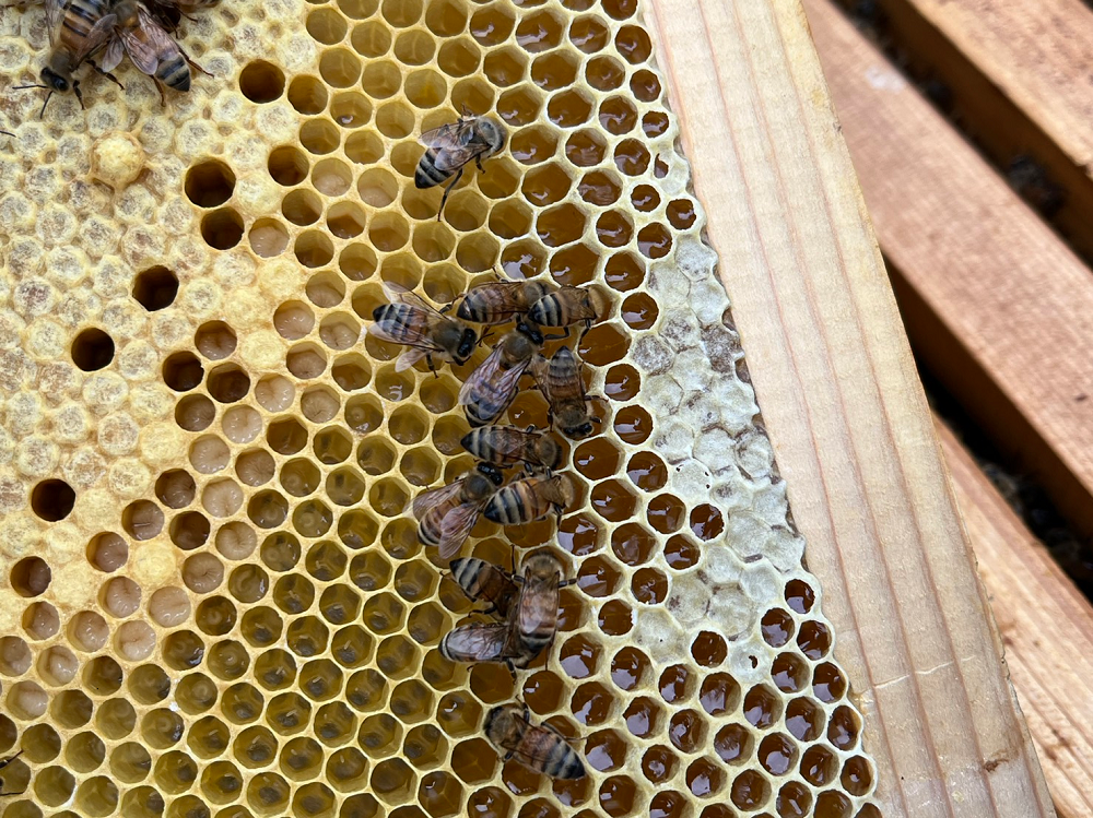 営巣とミツバチ