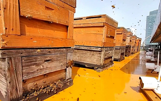 スマート都市養蜂