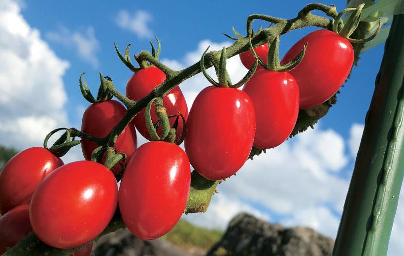 まるでフルーツ 平均糖度8度以上のトマト 純あま 生産者の顔が見える冷製スパゲティを北海道イタリアン ミアボッカにて期間限定販売 株式会社イーストンのプレスリリース まるでフルーツ 平均糖度8度以上のトマト 純あま 生産者の顔が見える冷製スパゲティを北海道イタリアン ミアボッカにて期間限定販売 株式会社イーストンのプレスリリース