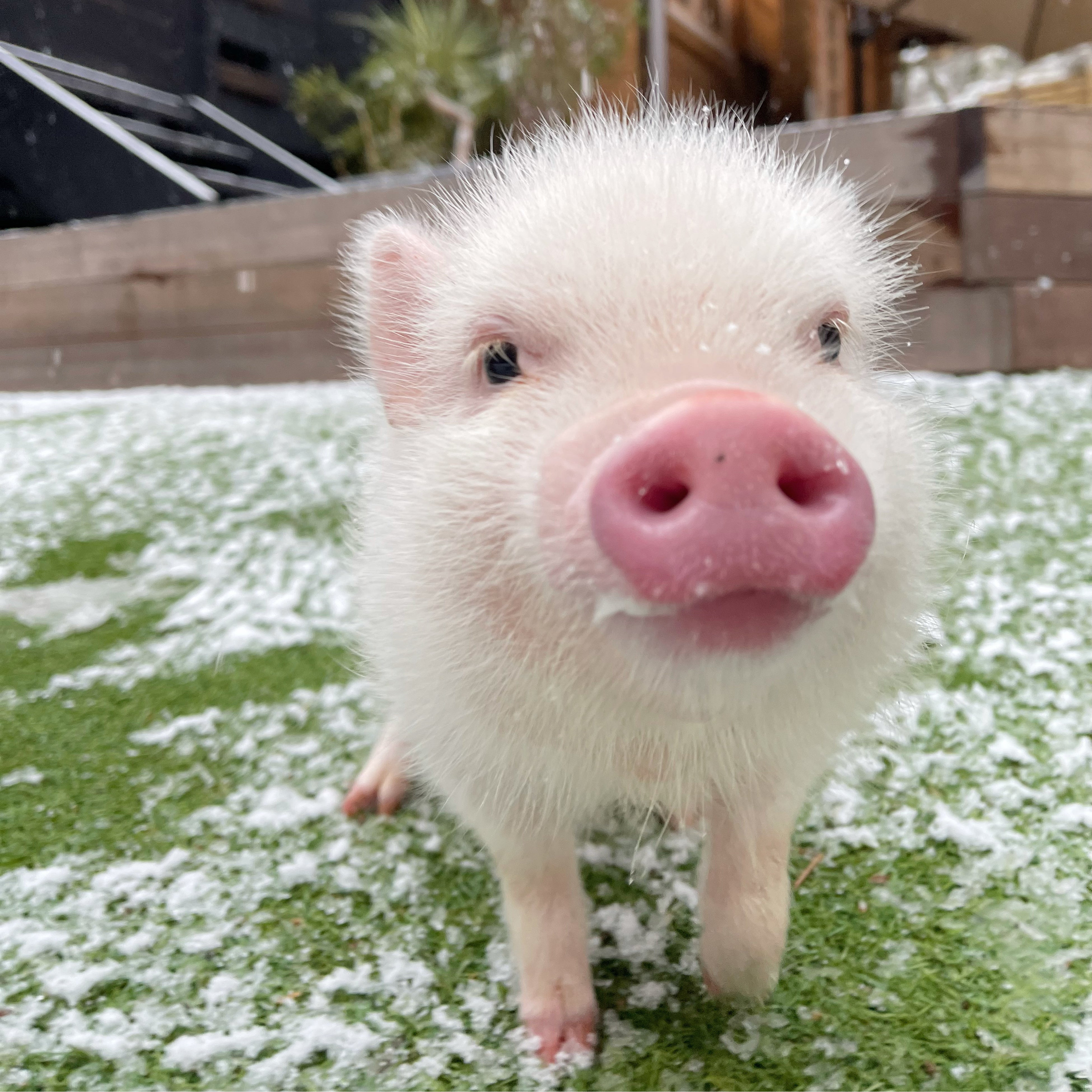 雪のpignic芝生エリア