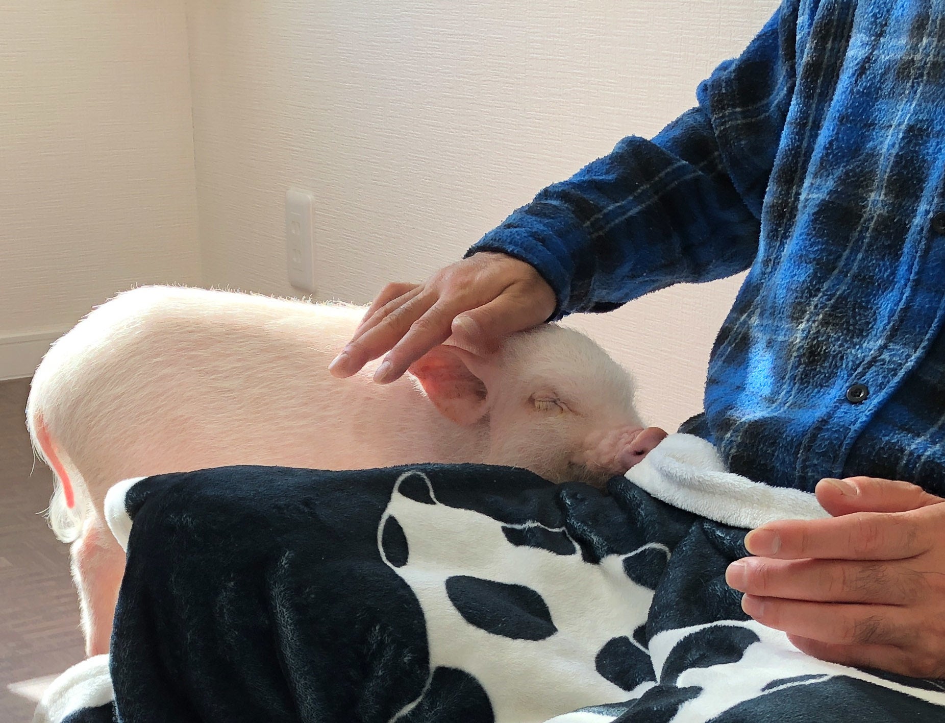 福祉施設セラピー訪問