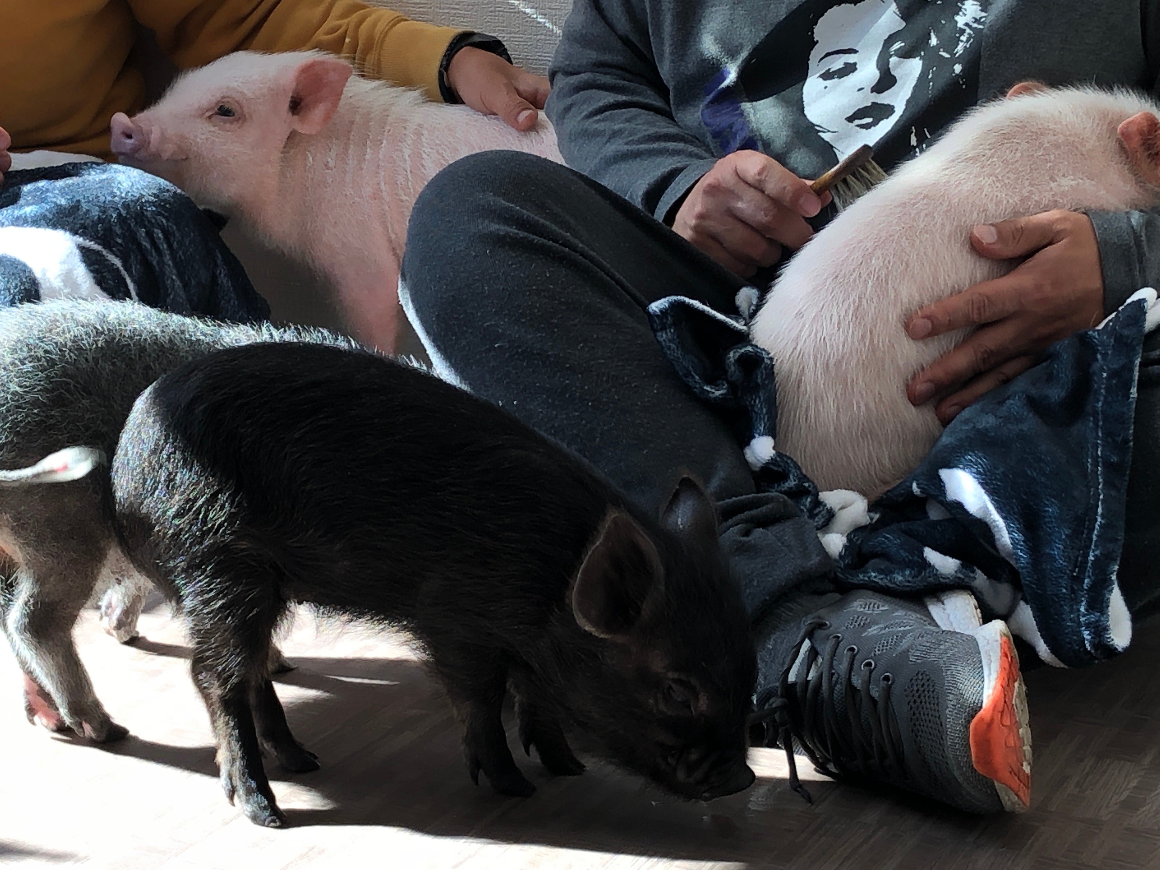 福祉施設セラピー訪問