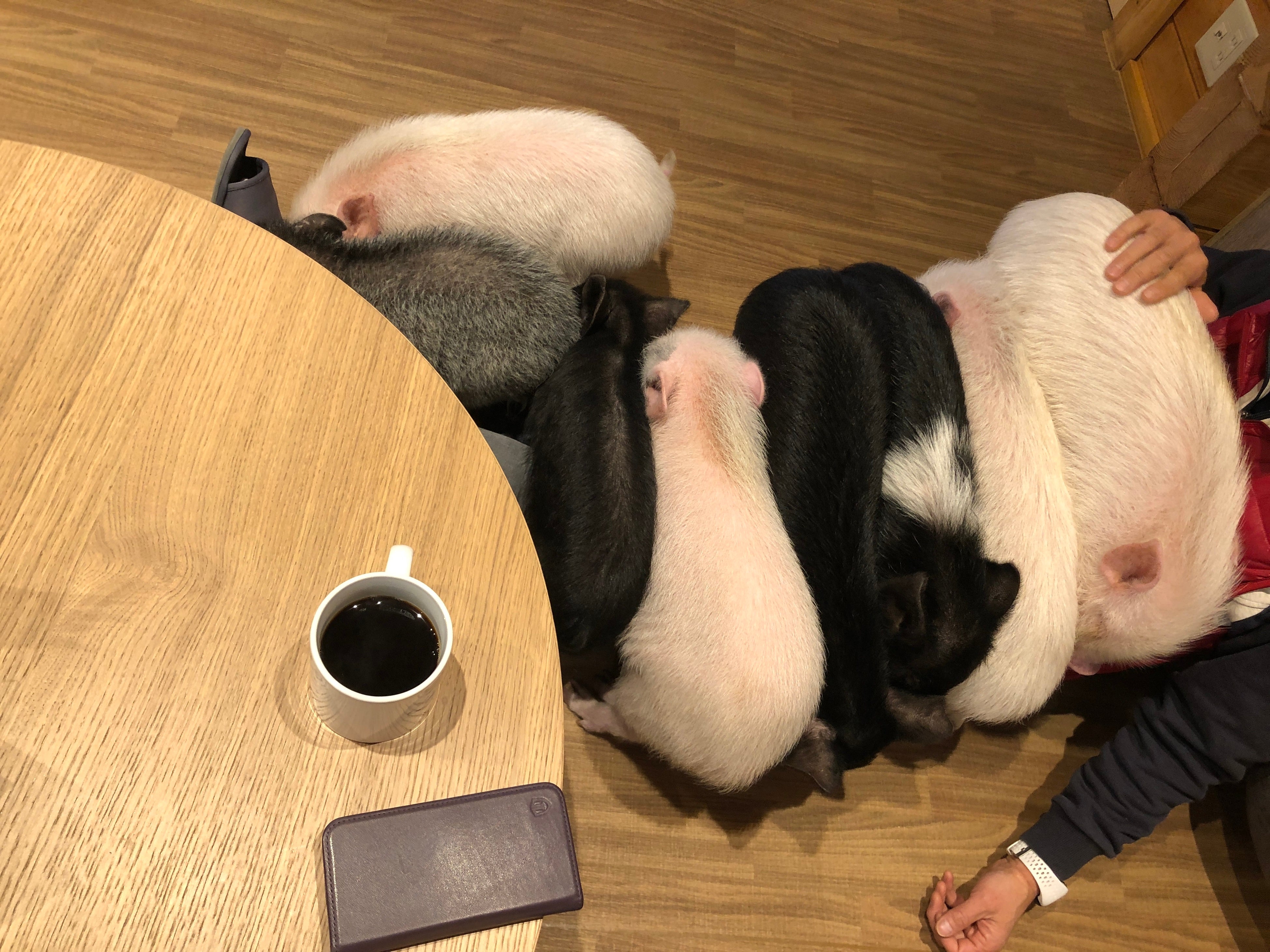 膝に集まるpig
