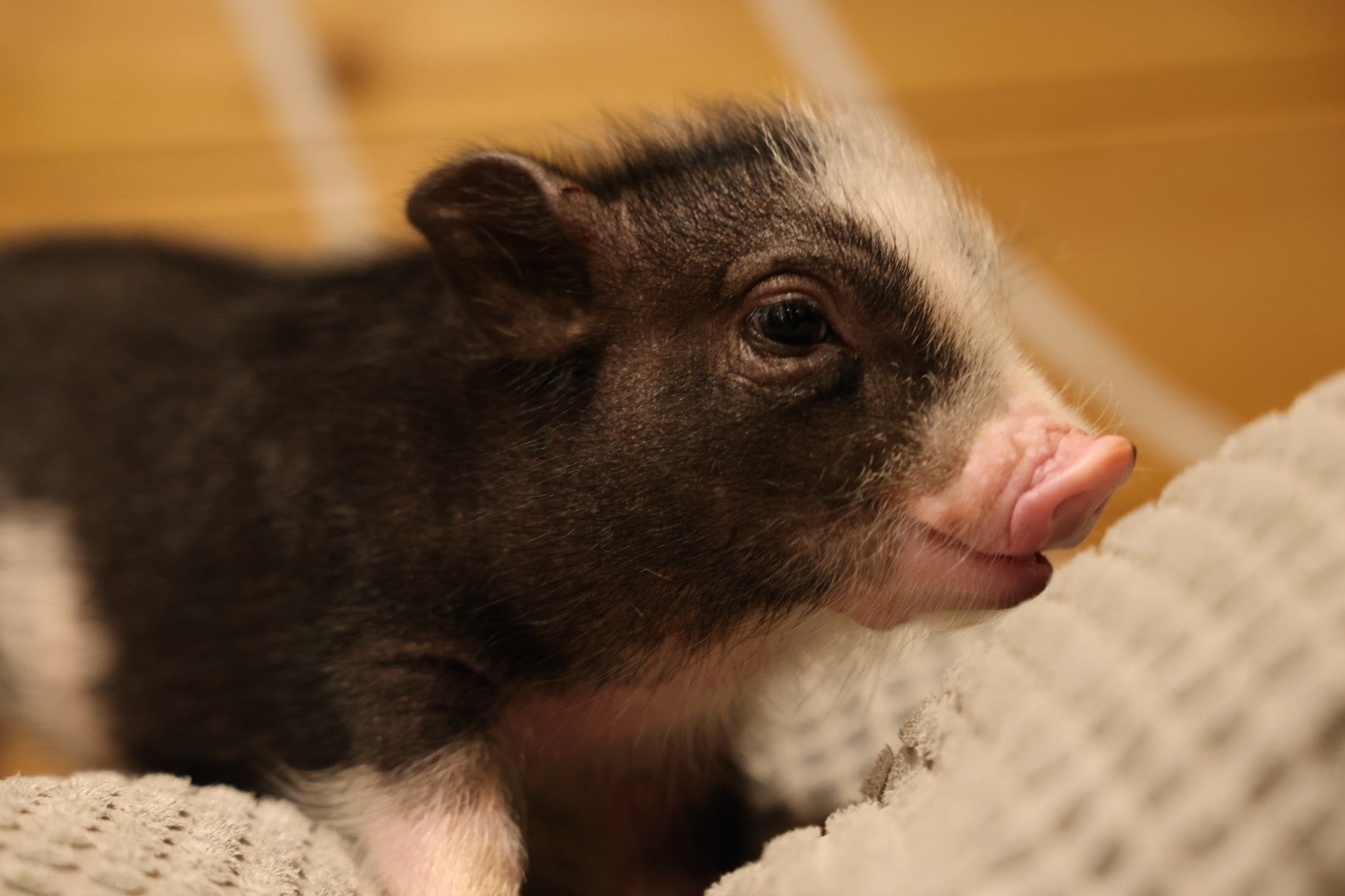 マイクロブタの牧場 Pignic Farm Cafe にお墓を建立 株式会社littlepiggiesのプレスリリース マイクロブタの牧場 Pignic Farm Cafe にお墓を建立 株式会社littlepiggiesのプレスリリース