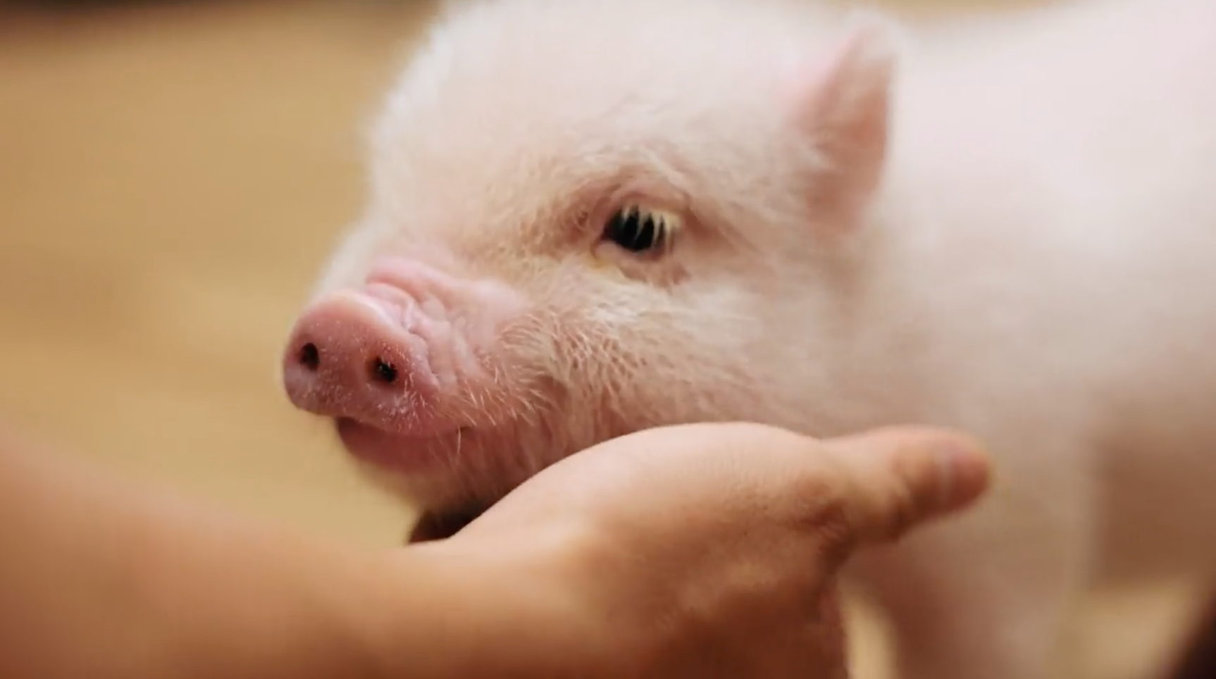 日本初マイクロブタふれあい牧場 Pignic Farm Cafe を運営する 株 Pignicが奥渋谷エリアに初出店 株式会社littlepiggiesのプレスリリース