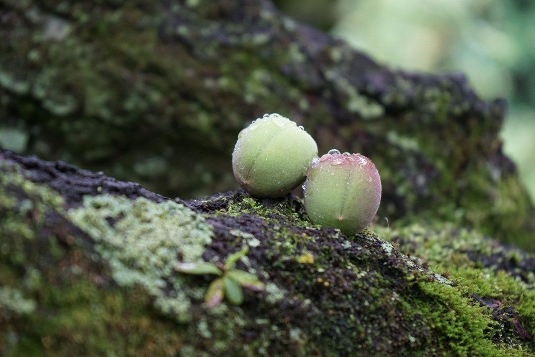 小石川植物園で採取した果実