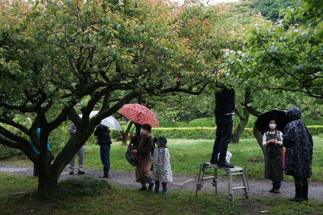 小石川植物園でイベントのために採集をする地域の人たち（特別な許可を得ています）