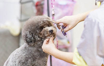 長野県で3店舗目 コメリパワー安曇野店 新規開店のご案内 株式会社コメリのプレスリリース 長野県で3店舗目 コメリパワー安曇野店 新規開店のご案内 株式会社コメリのプレスリリース