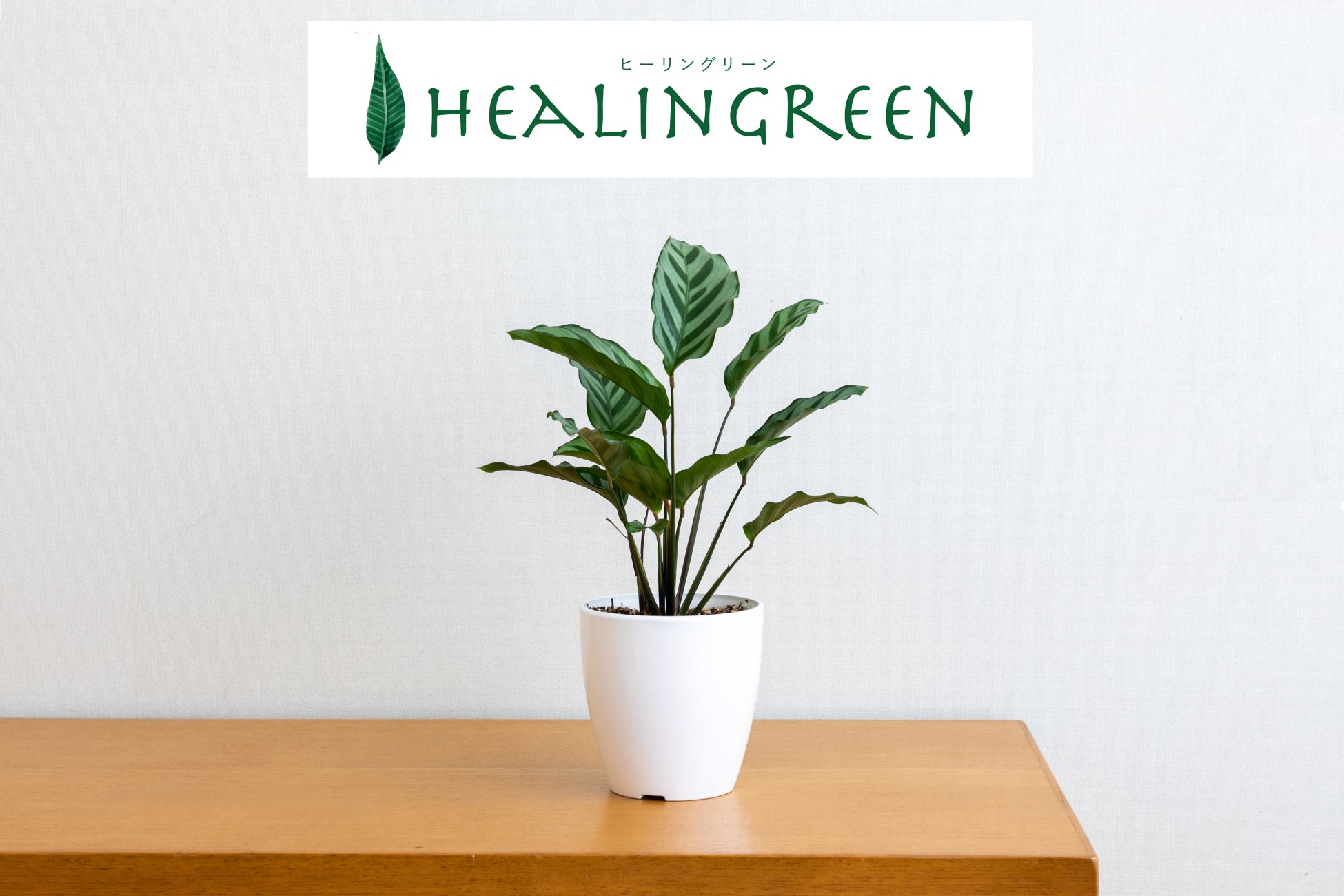 虫対策成分配合でクリーンな観葉植物 Healingreen ヒーリングリーン シリーズ に12 鉢5種類が仲間入り 株式会社コメリのプレスリリース 虫対策成分配合でクリーンな観葉植物 Healingreen ヒーリングリーン シリーズ に12 鉢5種類が仲間入り 株式会社コメリのプレスリリース
