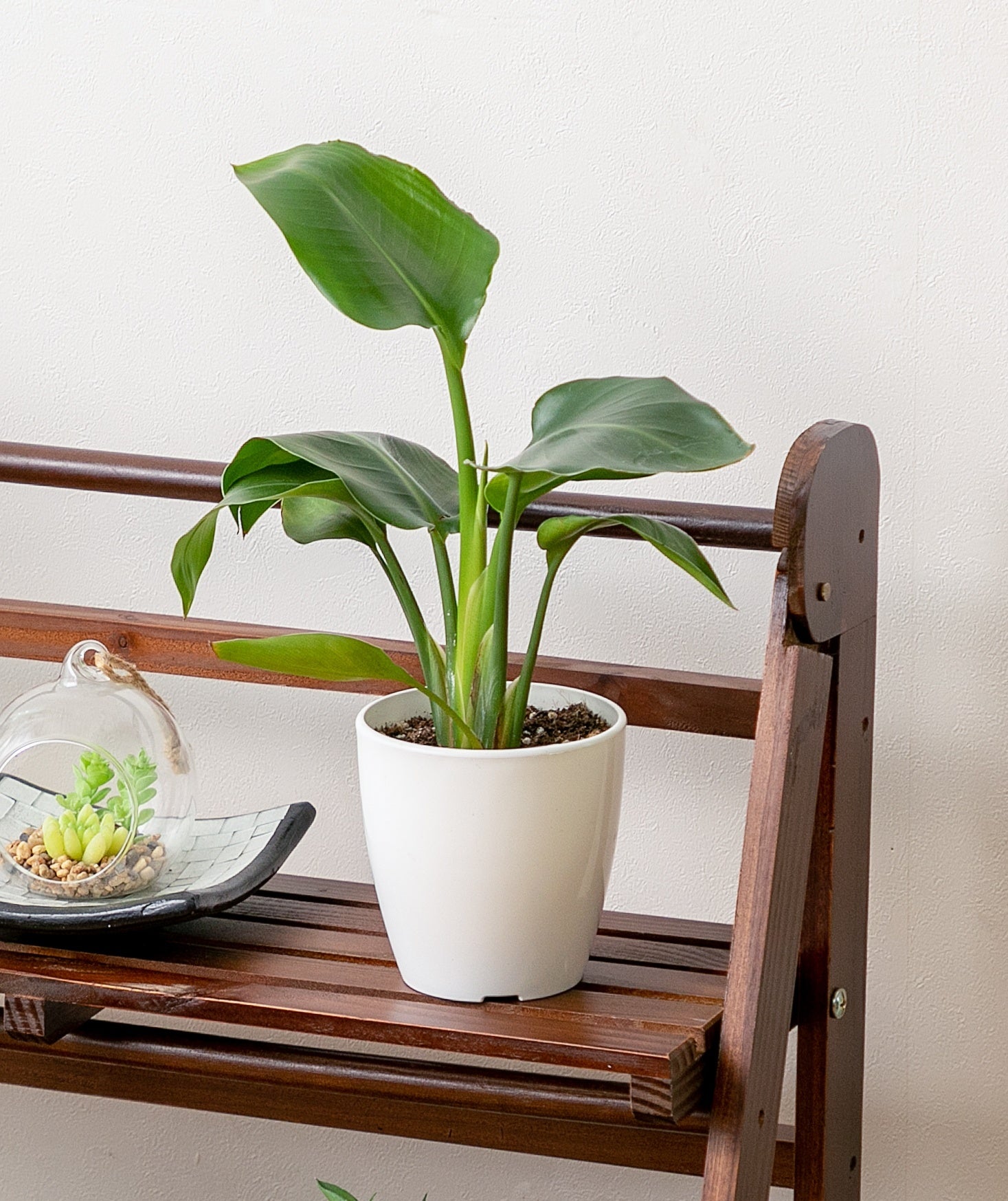 虫対策成分配合でクリーンな観葉植物 Healingreen ヒーリングリーン シリーズ に12 鉢5種類が仲間入り 株式会社コメリのプレスリリース