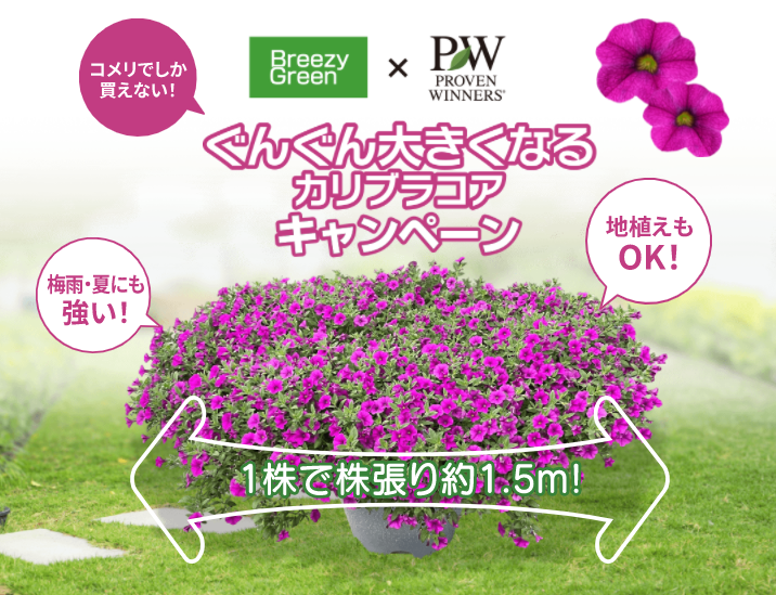 コメリ×PROVEN WINNERSコラボ企画 ぐんぐん大きくなるカリブラコア