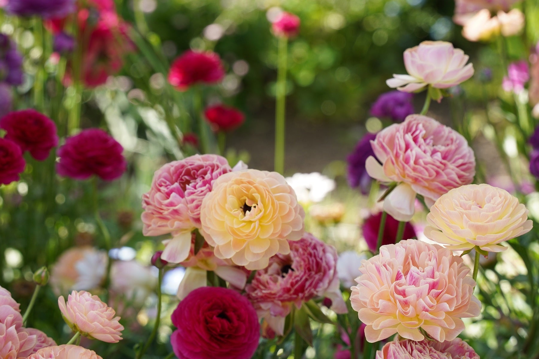 GWはガーデンパークで浜名湖花博2024のプレイベントを満喫 | 静岡県の