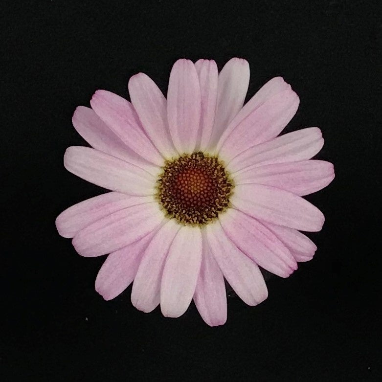 ビジューマムピンクパール