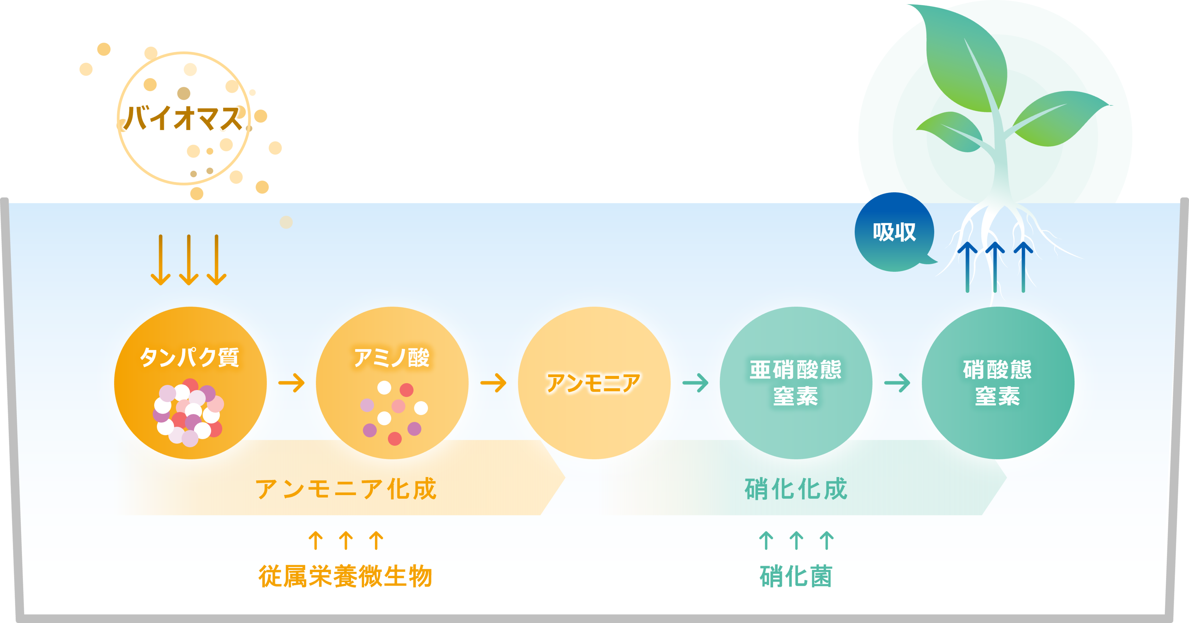 プロバイオポニックス技術のイメージ図
