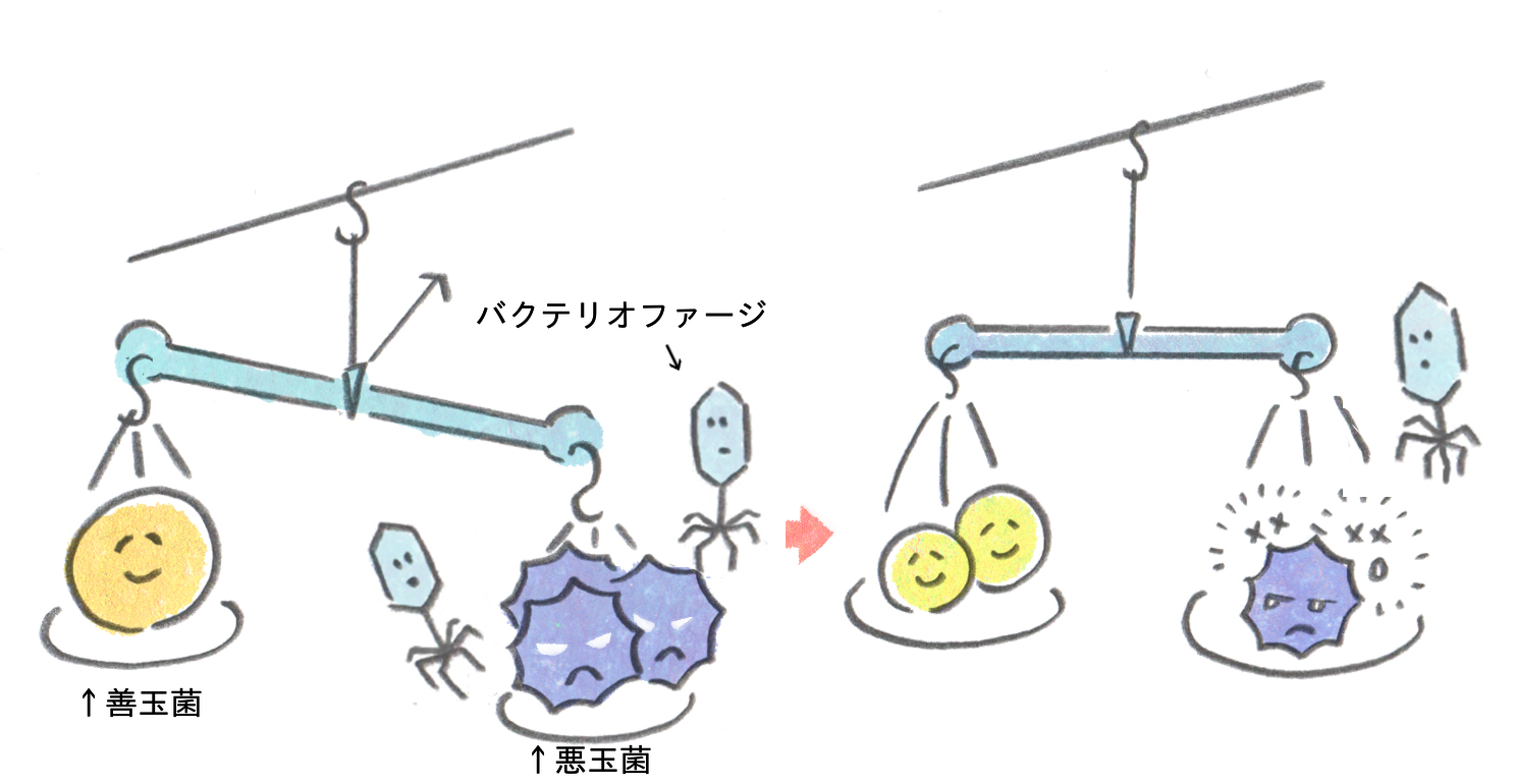 バクテリオファージを用いることで、問題となっている病原菌を減らし、細菌叢のバランスを整えることができます。