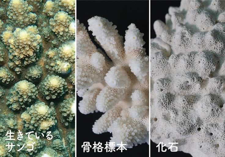 喜界島の 今 を記録したサンゴ図鑑完成 Npo法人喜界島サンゴ礁科学研究所のプレスリリース 喜界島の 今 を記録したサンゴ図鑑完成 Npo法人喜界島サンゴ礁科学研究所のプレスリリース