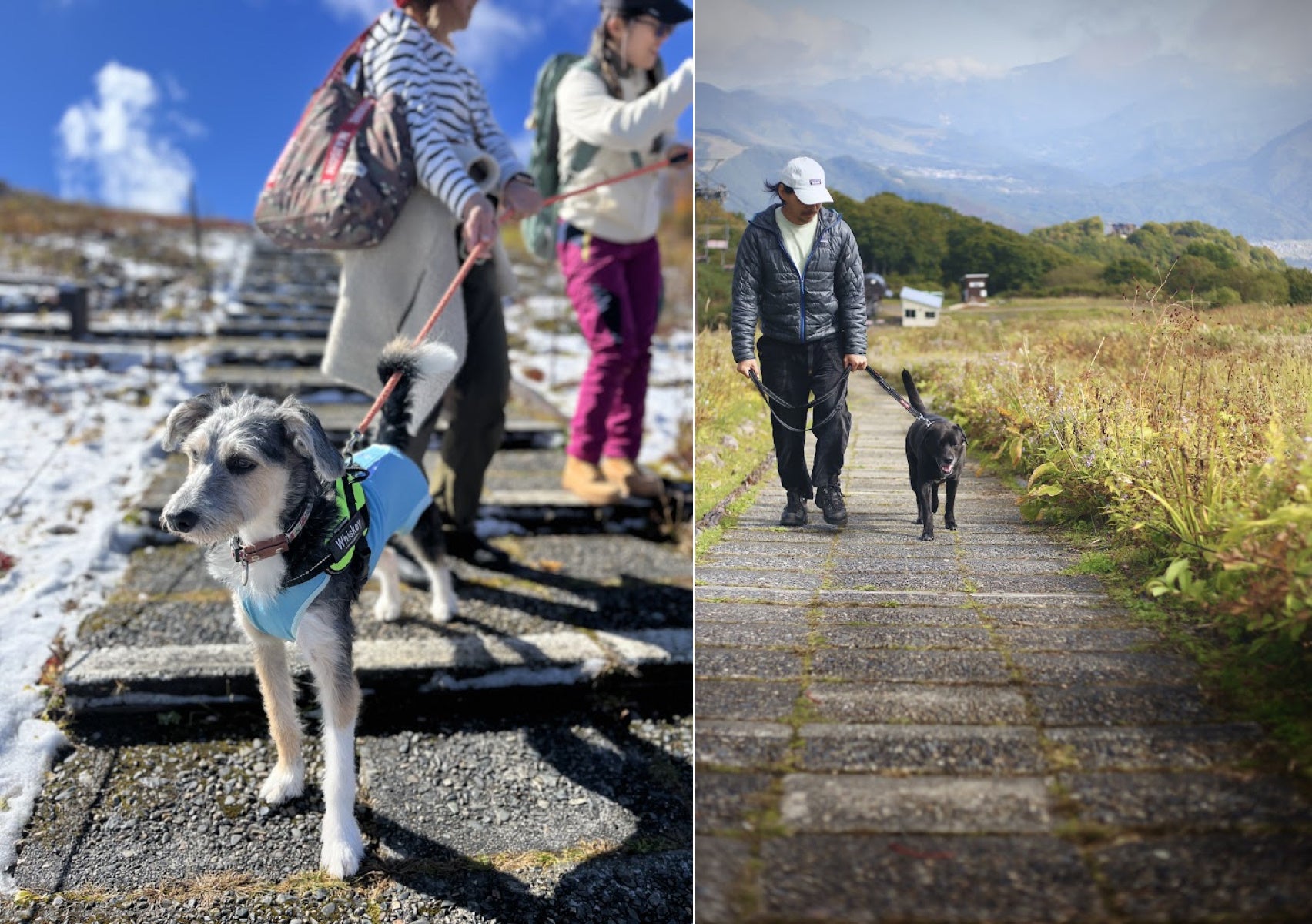 期間限定でペット連れでの入園が可能に