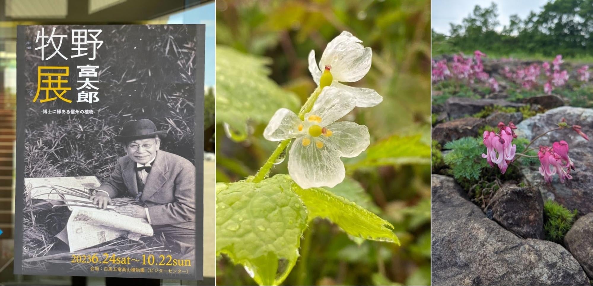 連続テレビ小説「らんまん」での取り上げに合わせ、牧野富太郎展を開催